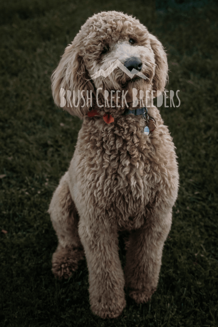 Copper, a Poodle (Standard) tested with EmbarkVet.com