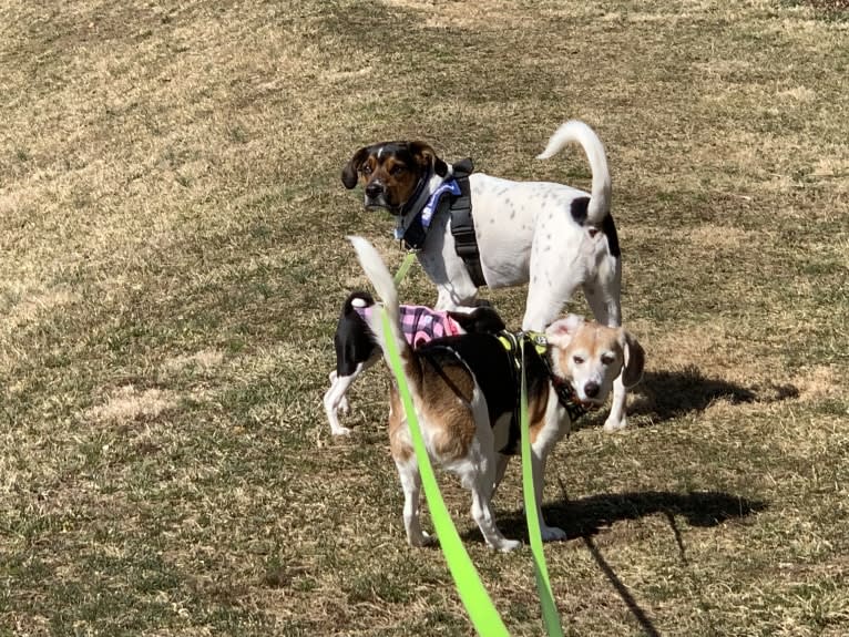 Zoey, a Beagle and Rat Terrier mix tested with EmbarkVet.com