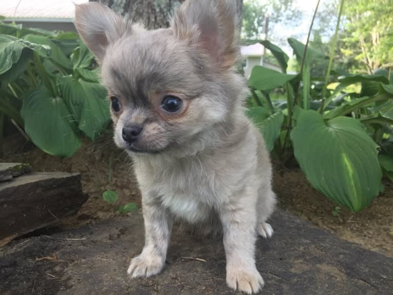 A & A's Sirius-ly Mastering The Force, a Chihuahua tested with EmbarkVet.com