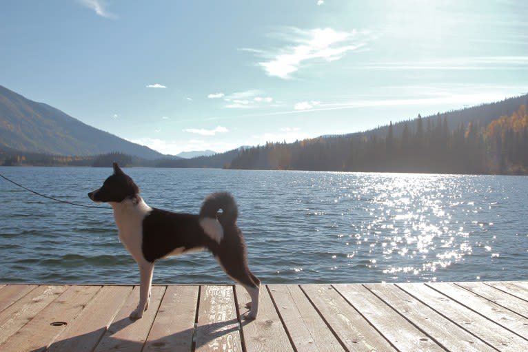 Rohmoivan Evita, a Karelian Bear Dog tested with EmbarkVet.com