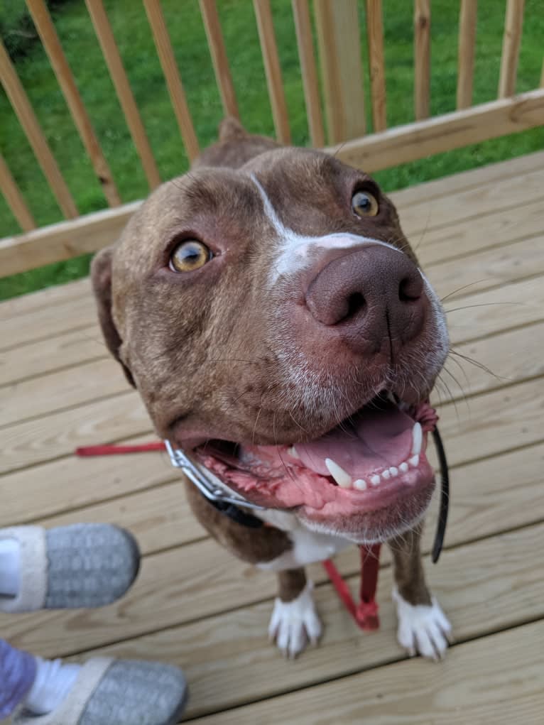 Kingston, an American Bulldog and Perro de Presa Canario mix tested with EmbarkVet.com