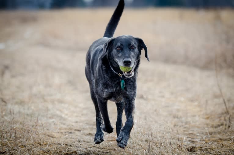 Schimpf's Addicted to the Game ("Addie"), a Labrador Retriever and German Shepherd Dog mix tested with EmbarkVet.com