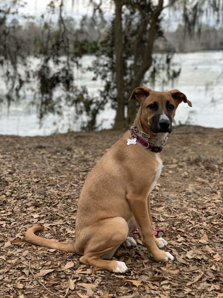 Brownie, an American Pit Bull Terrier and German Shepherd Dog mix tested with EmbarkVet.com