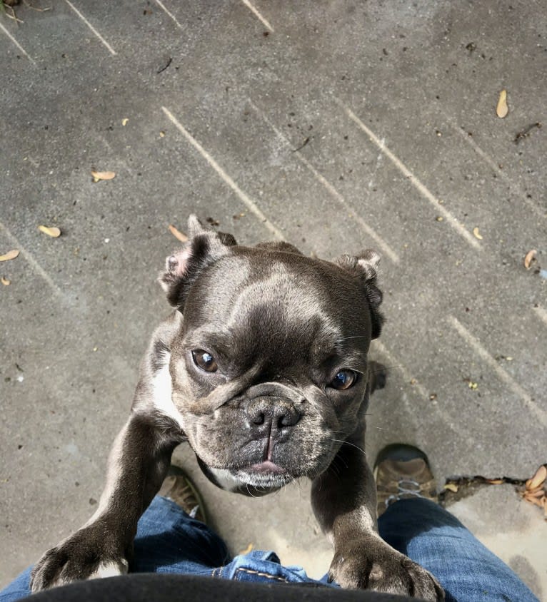 Gianna, a French Bulldog tested with EmbarkVet.com