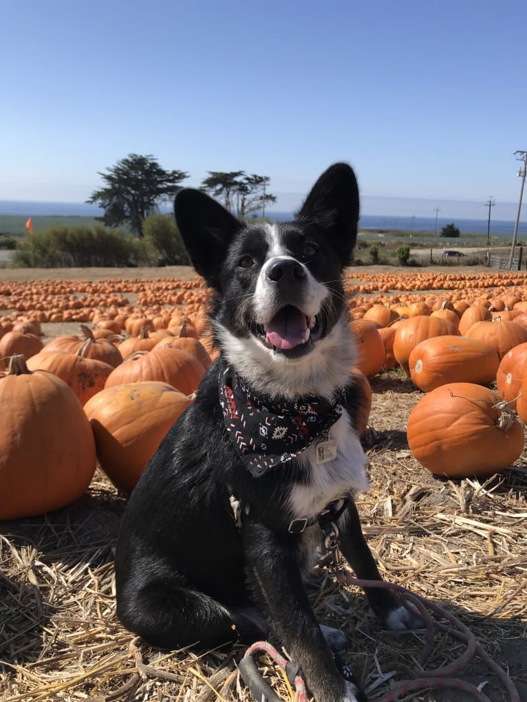 Ryder, a Siberian Husky and Australian Cattle Dog mix tested with EmbarkVet.com