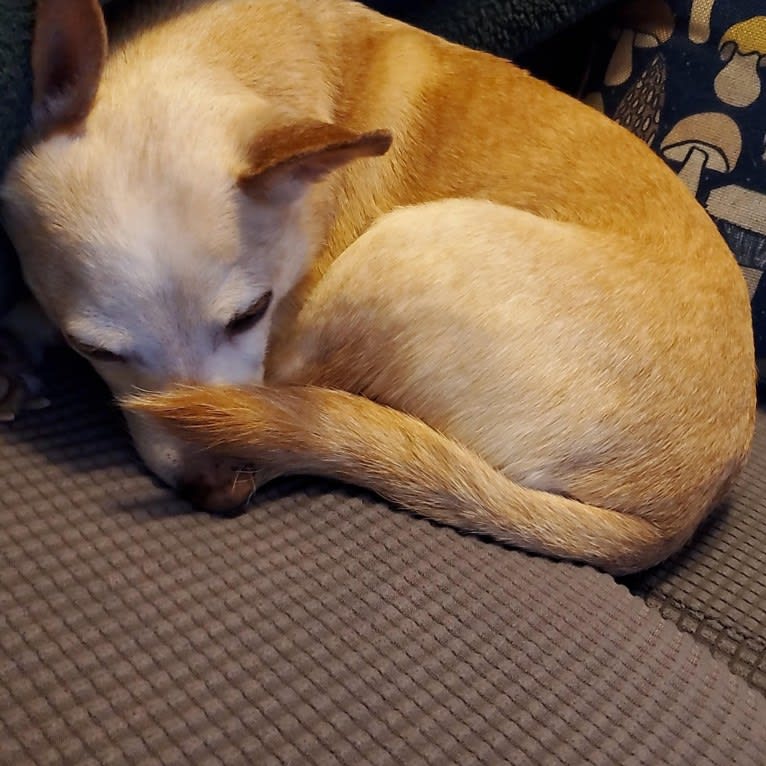 Basil, a Chihuahua and Miniature Pinscher mix tested with EmbarkVet.com