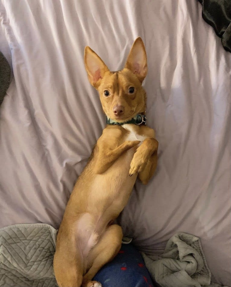Photo of Gio, a Chihuahua, Pomeranian, and Cocker Spaniel mix in New York, New York, USA