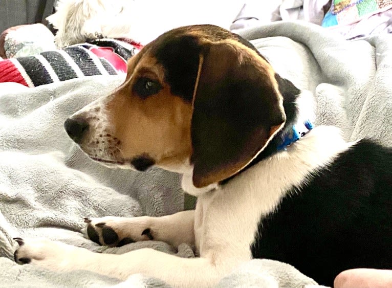 Bandit, a Treeing Walker Coonhound and Beagle mix tested with EmbarkVet.com