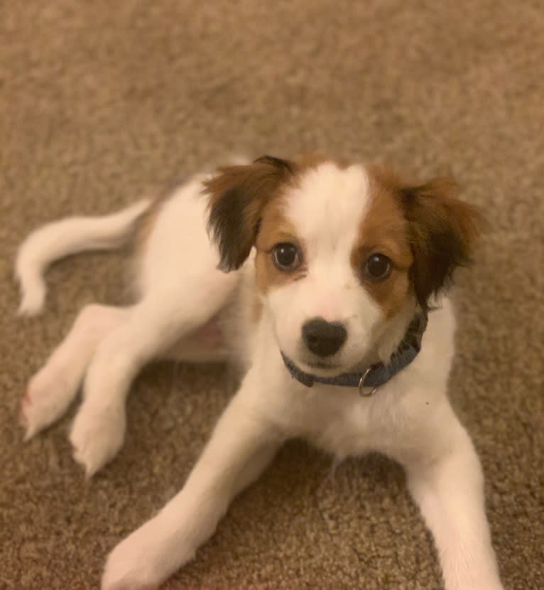 Cooper, a Nederlandse Kooikerhondje tested with EmbarkVet.com