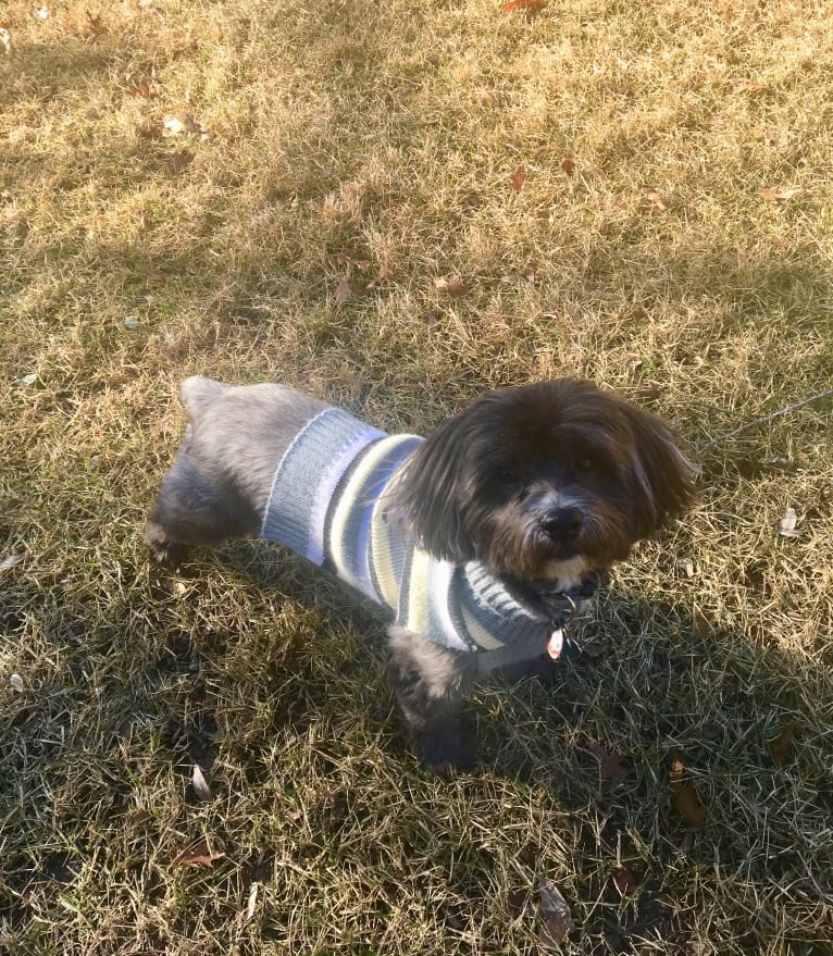 Baxter, a Shih Tzu and Poodle (Small) mix tested with EmbarkVet.com