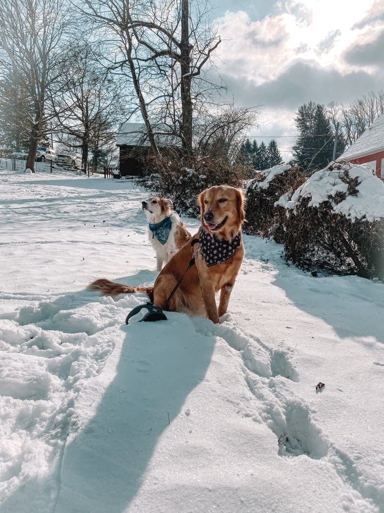 Marley, a Golden Retriever tested with EmbarkVet.com