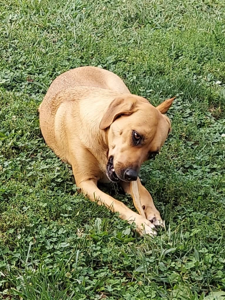 EvaMarie, a Beagle and American Pit Bull Terrier mix tested with EmbarkVet.com