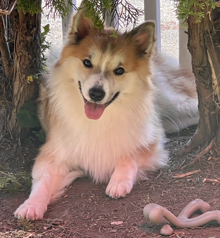 George, an Icelandic Sheepdog tested with EmbarkVet.com