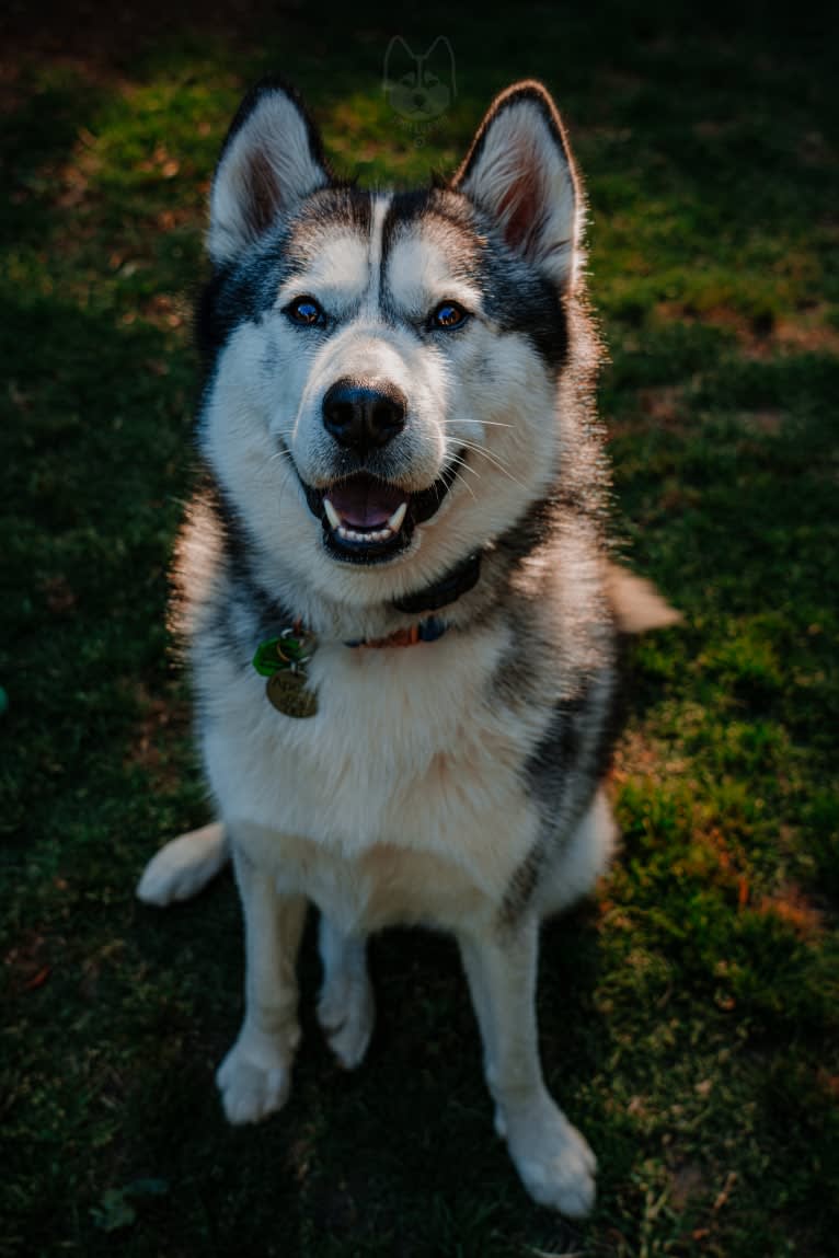 Apollo, a Samoyed and Siberian Husky mix tested with EmbarkVet.com