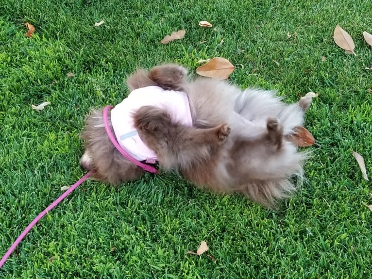 Brownie, a Pomeranian tested with EmbarkVet.com