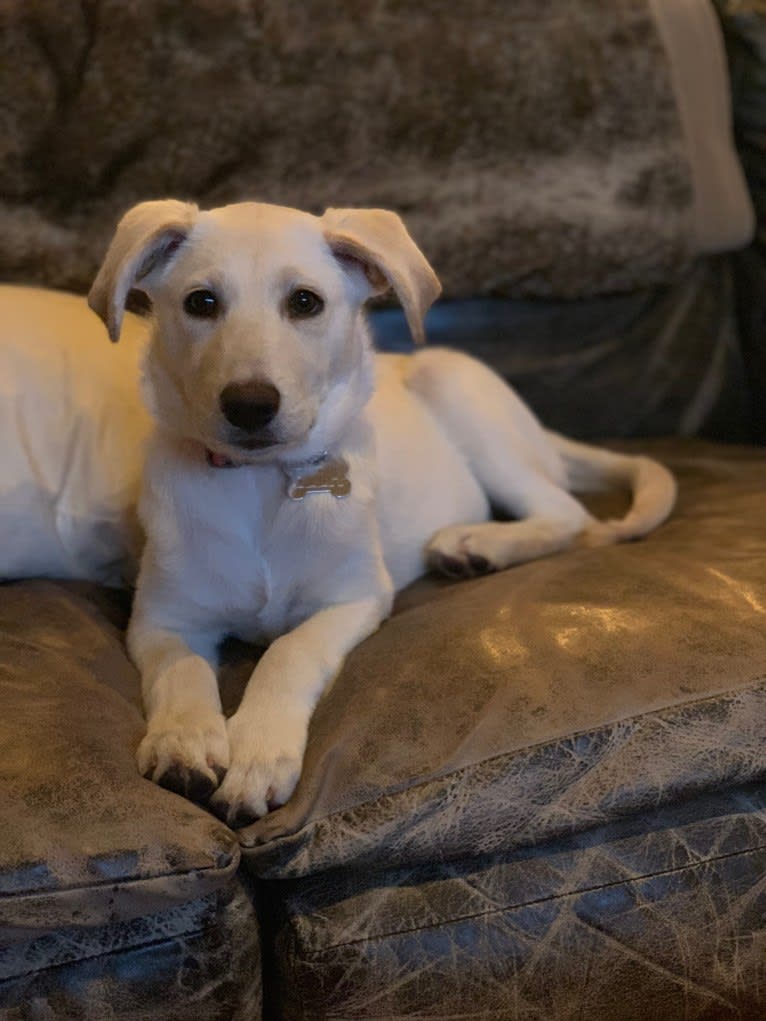 Ella, a Labrador Retriever and Siberian Husky mix tested with EmbarkVet.com