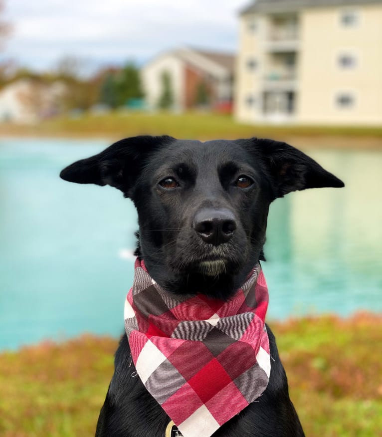 Nala, a Border Collie and American Pit Bull Terrier mix tested with EmbarkVet.com