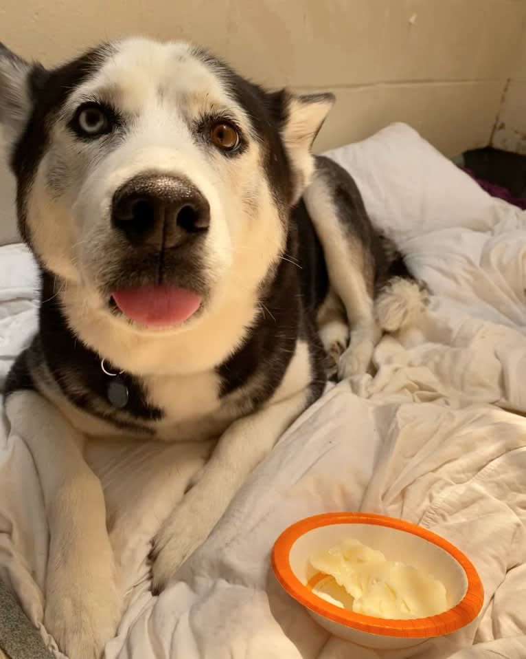 Arto, a Siberian Husky tested with EmbarkVet.com