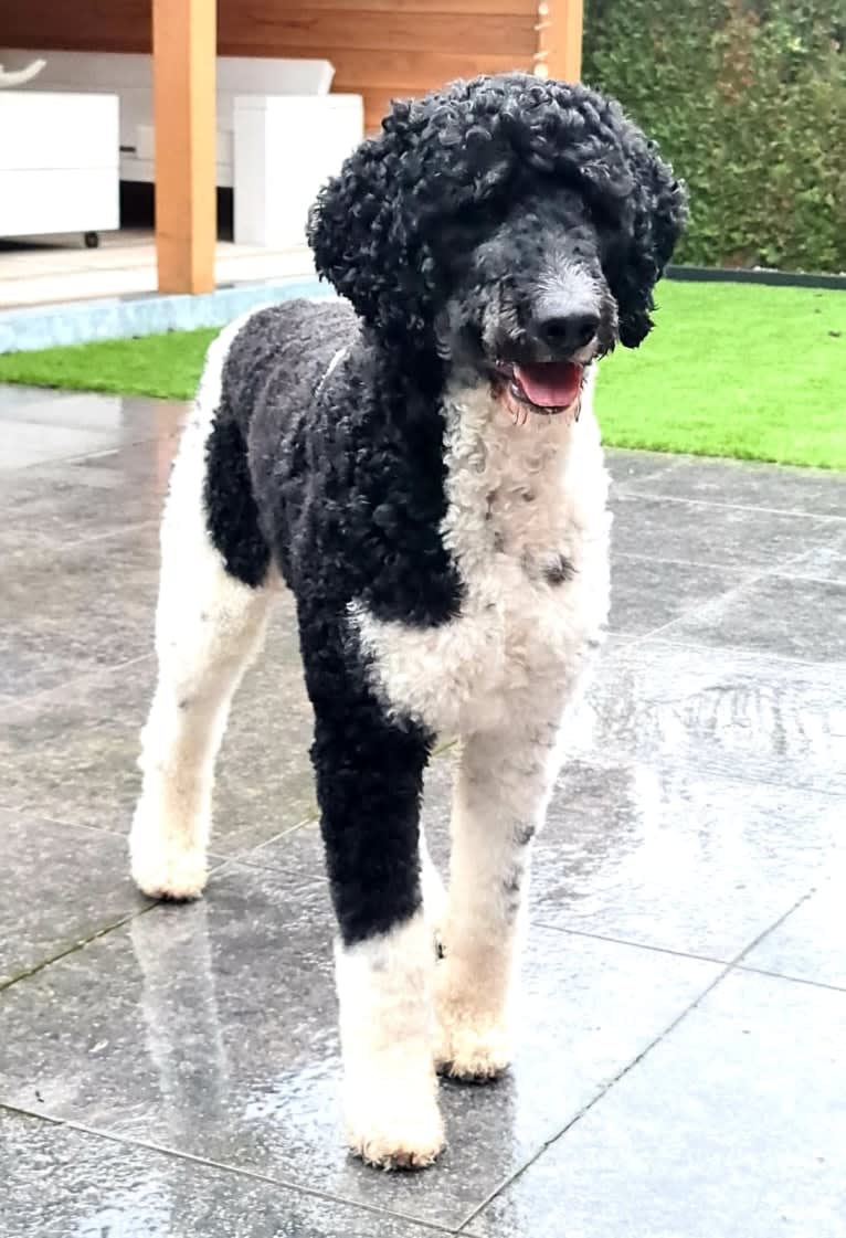 Nino, a Poodle (Standard) tested with EmbarkVet.com