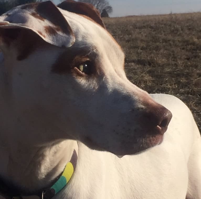 Freckles, an American Pit Bull Terrier and Chow Chow mix tested with EmbarkVet.com