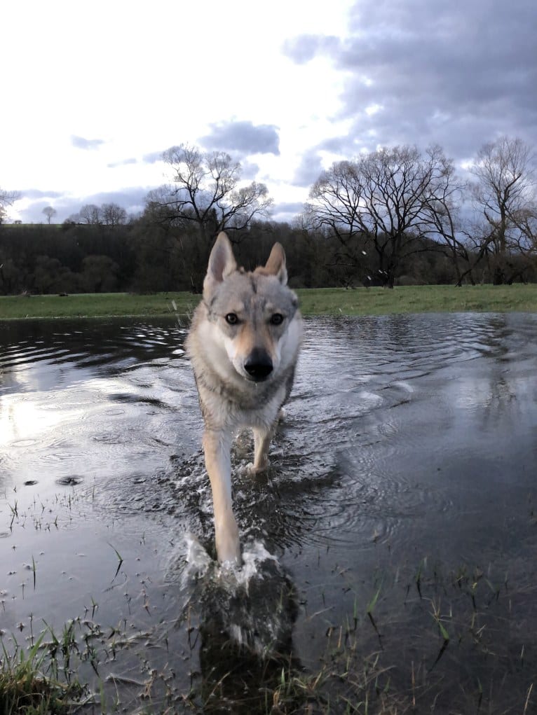 Caya, a Czechoslovakian Vlcak tested with EmbarkVet.com