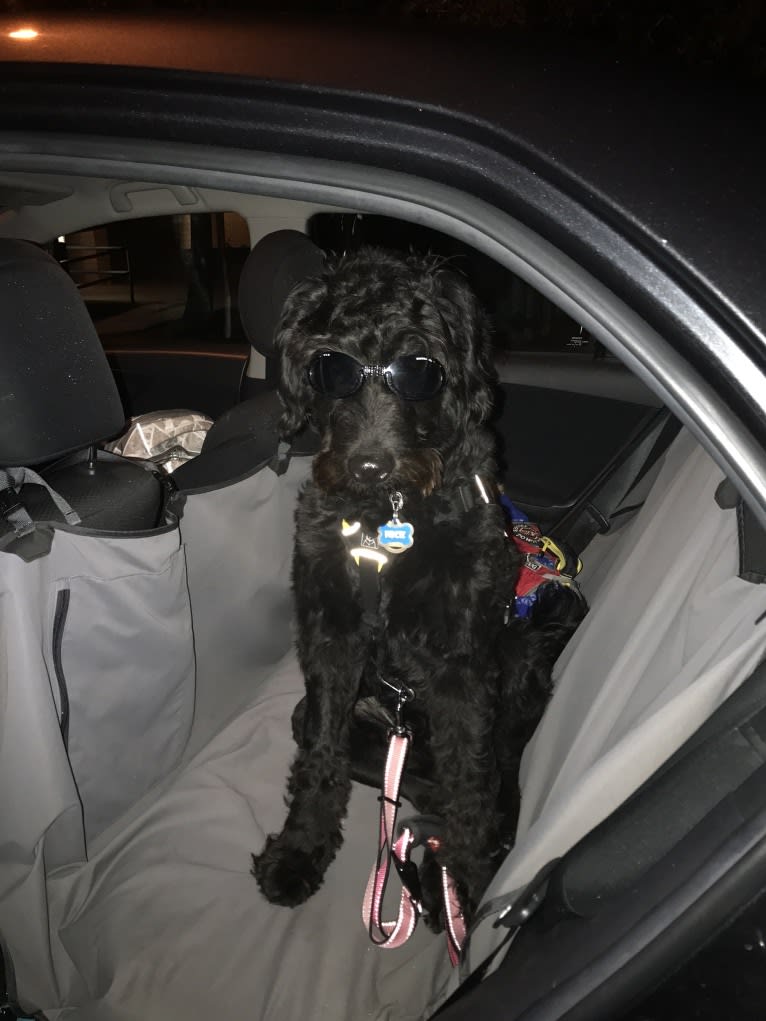 Nick, a Poodle (Standard) and Labrador Retriever mix tested with EmbarkVet.com