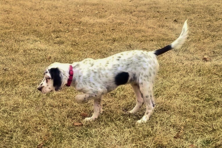 Shelby, a Llewellin Setter tested with EmbarkVet.com