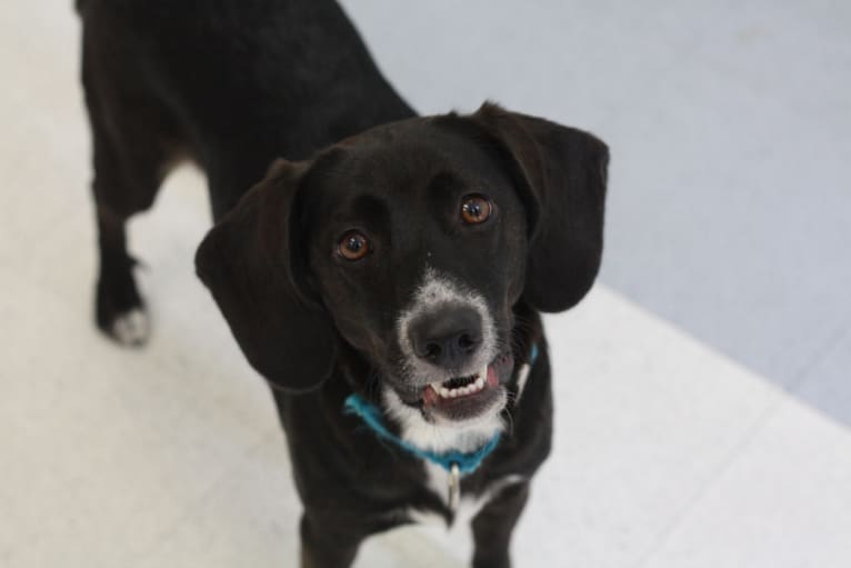 Olive Baker, a Beagle and Labrador Retriever mix tested with EmbarkVet.com