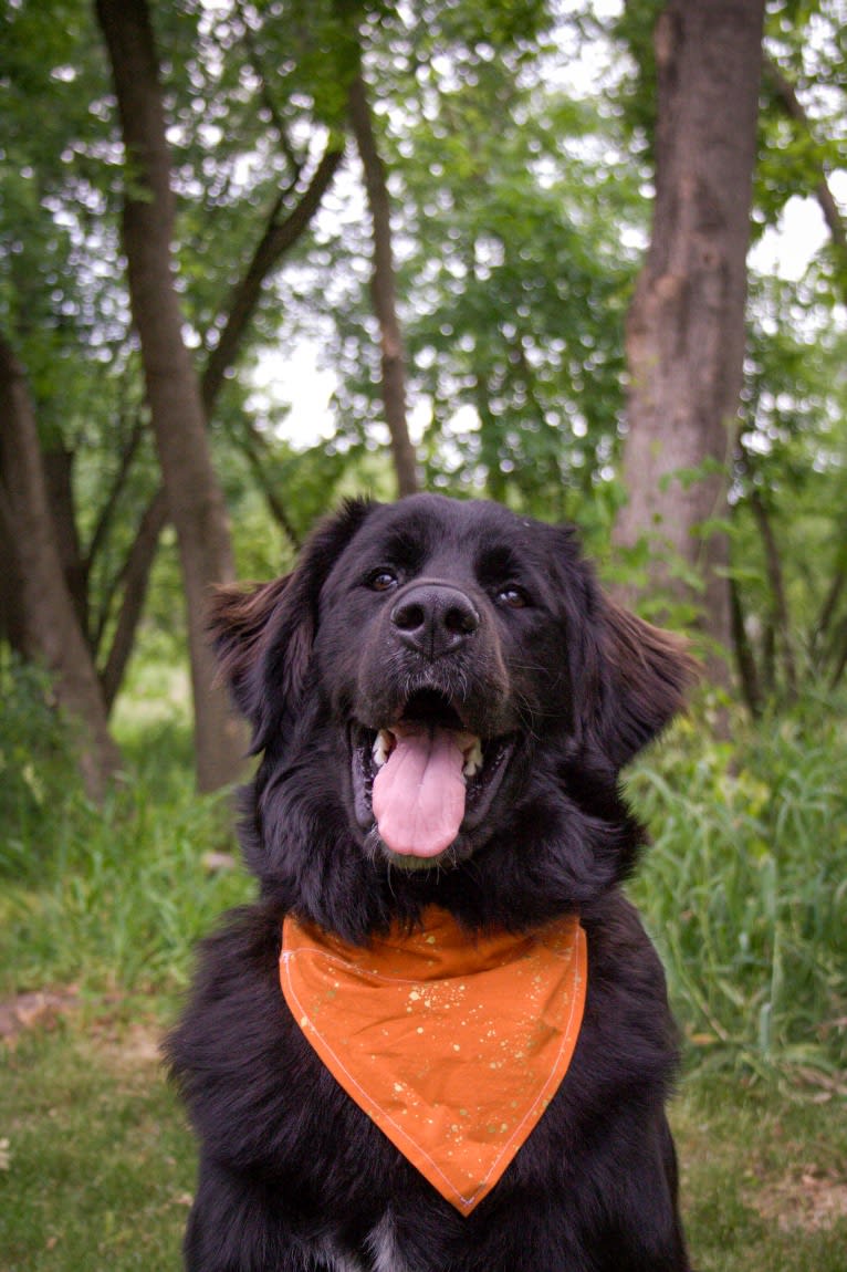 Conway, a Golden Retriever and Great Pyrenees mix tested with EmbarkVet.com