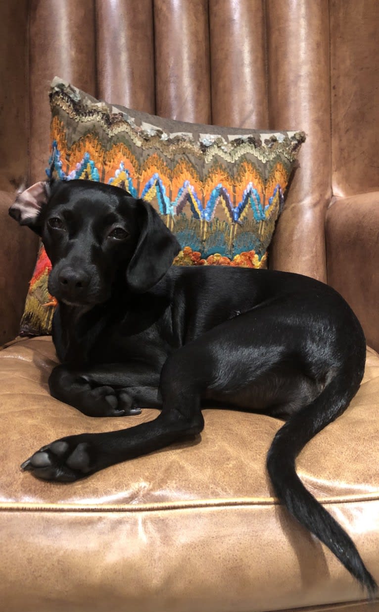 Raven, a Boykin Spaniel and Rat Terrier mix tested with EmbarkVet.com