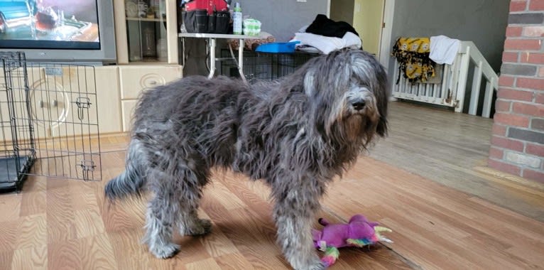 Kitti, a Bergamasco Sheepdog tested with EmbarkVet.com