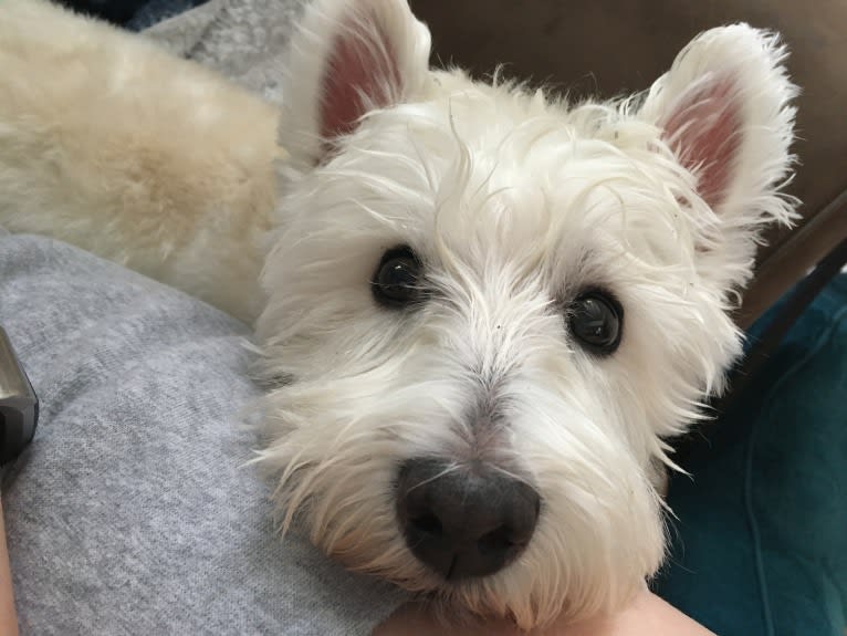 Dylan, a West Highland White Terrier tested with EmbarkVet.com