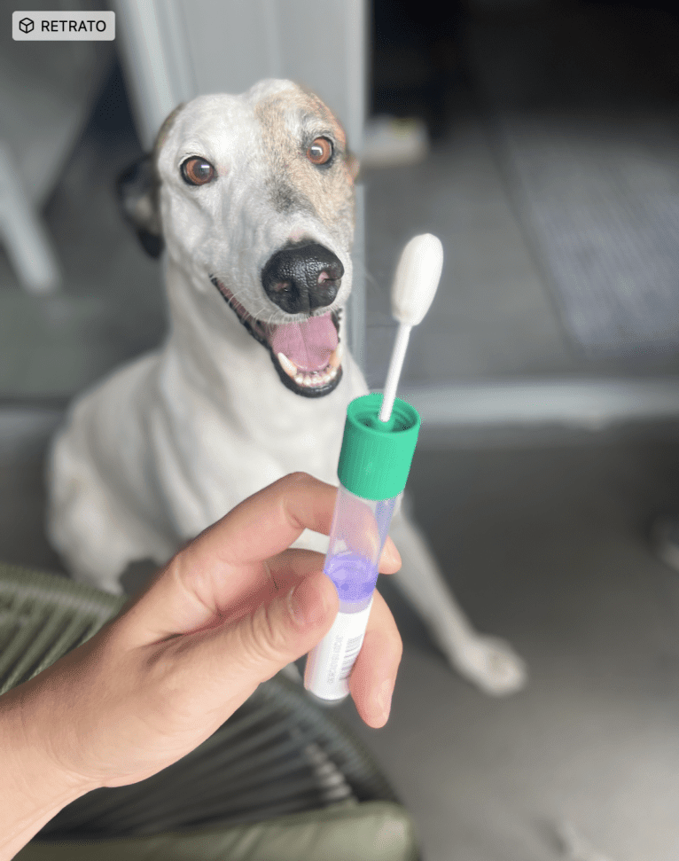 Kenzō, a Greyhound and American Village Dog mix tested with EmbarkVet.com