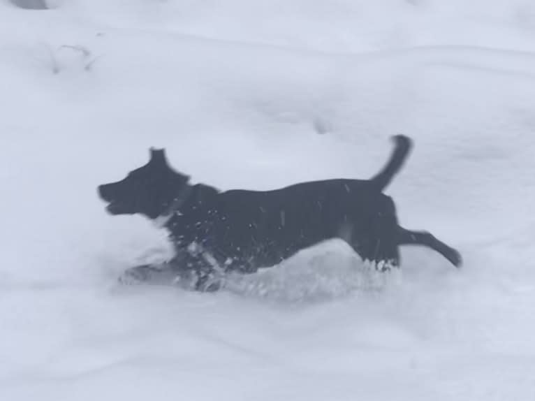 Piper, a Labrador Retriever and Australian Shepherd mix tested with EmbarkVet.com