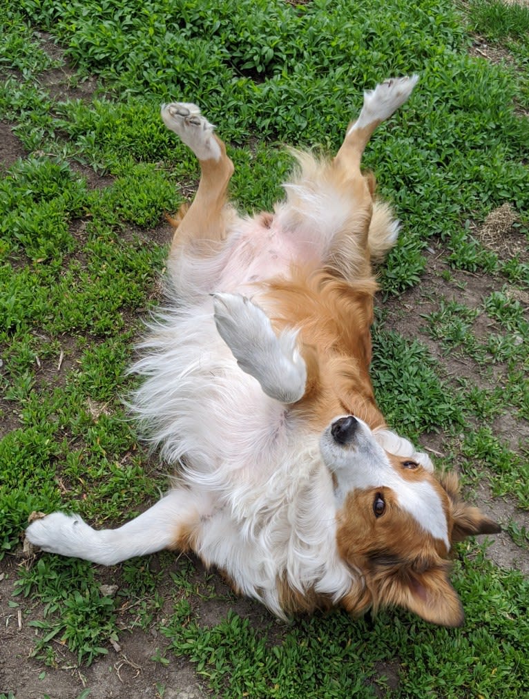 Daisy, a Bernese Mountain Dog and Collie mix tested with EmbarkVet.com