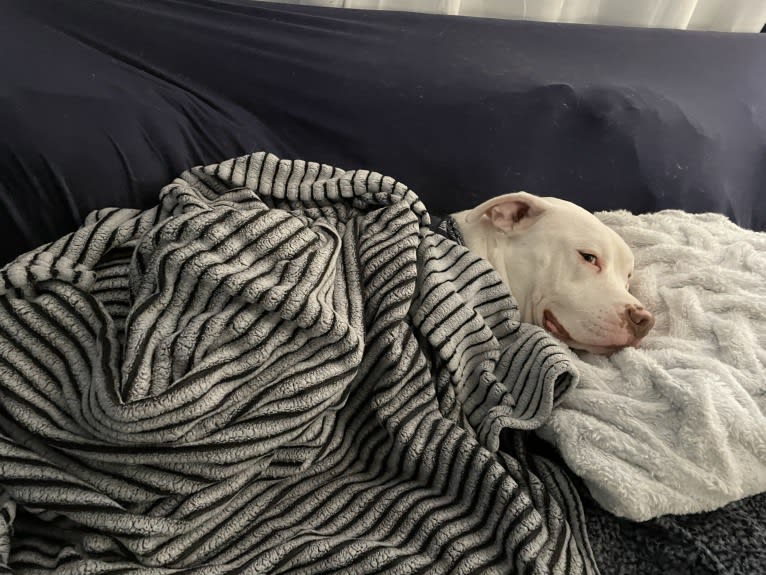 Lincoln, an American Bulldog and American Pit Bull Terrier mix tested with EmbarkVet.com