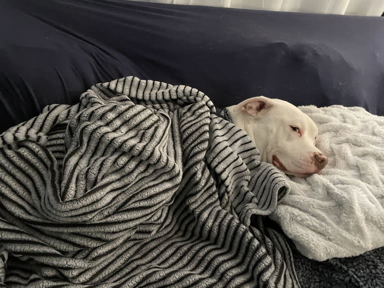 Lincoln, an American Bulldog and American Pit Bull Terrier mix tested with EmbarkVet.com