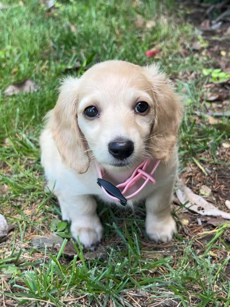 Daisy, a Dachshund tested with EmbarkVet.com