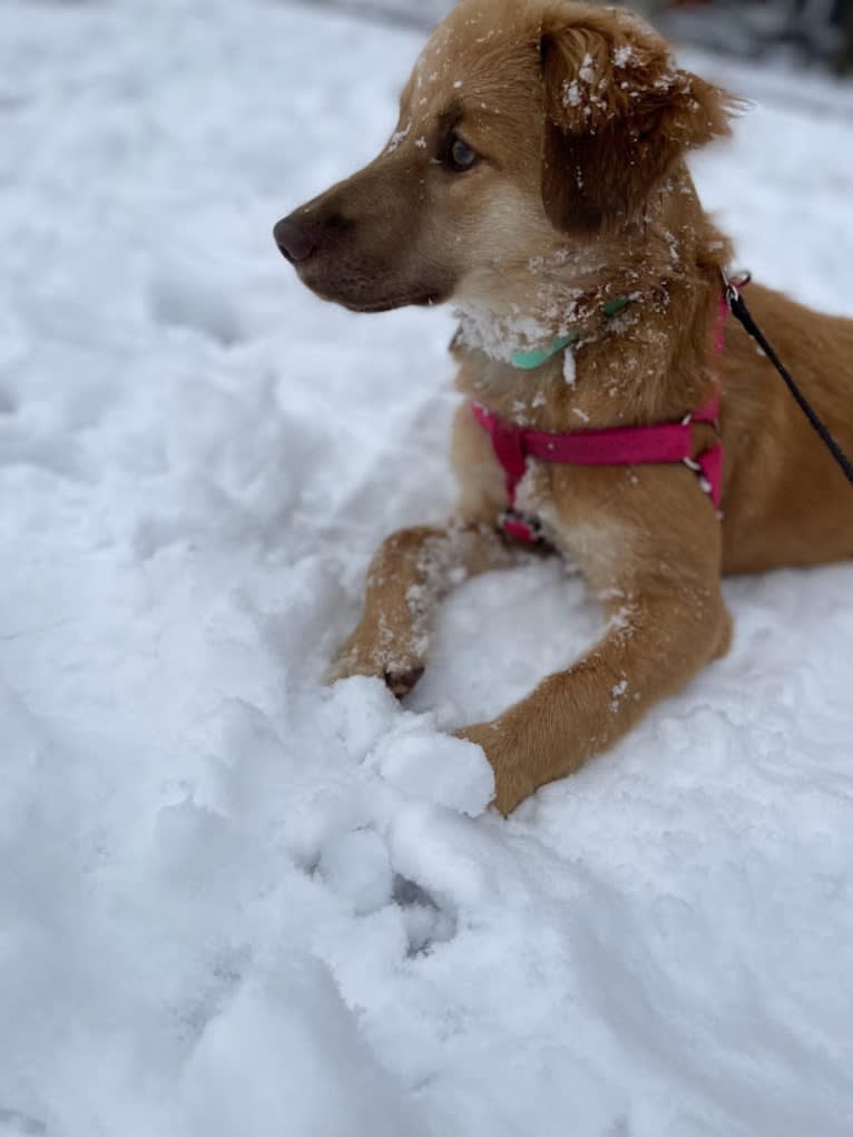 Abbey, an English Springer Spaniel and Siberian Husky mix tested with EmbarkVet.com