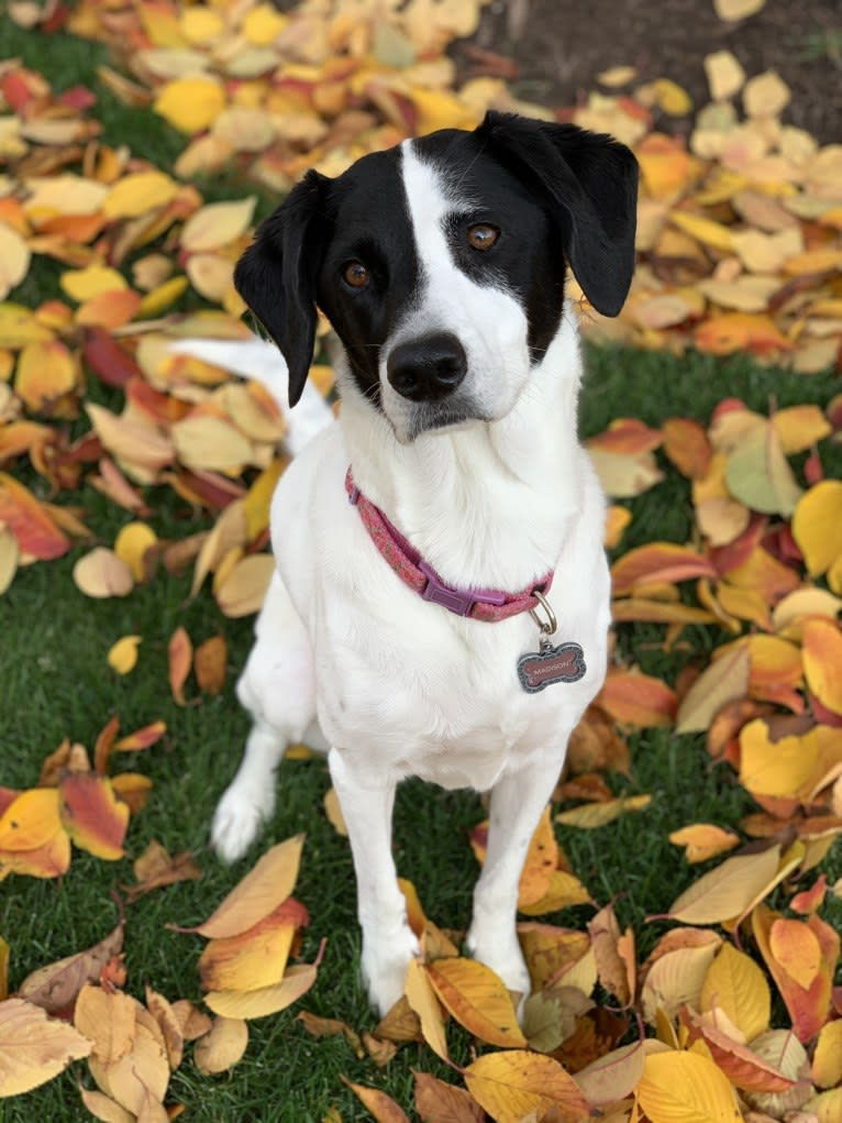 Madison, a Beagle and German Shepherd Dog mix tested with EmbarkVet.com