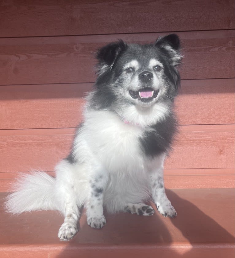 Piper, an American Eskimo Dog and Pomeranian mix tested with EmbarkVet.com