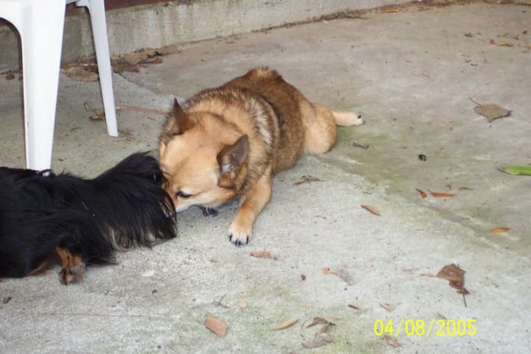 Lassie, a Pomeranian and Rat Terrier mix tested with EmbarkVet.com