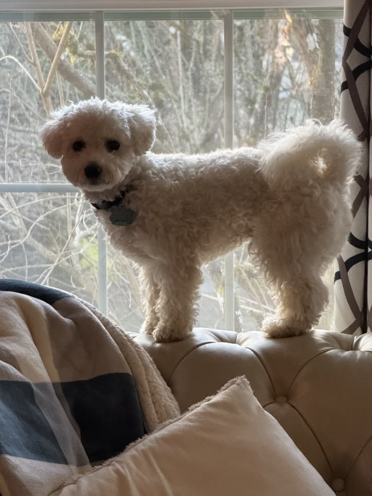 Oz, a Bichon Frise tested with EmbarkVet.com