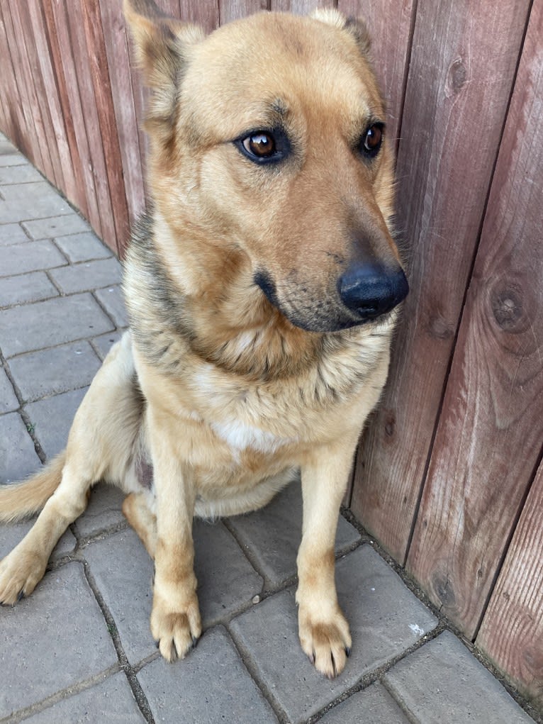 Lukas, a German Shepherd Dog and Australian Cattle Dog mix tested with EmbarkVet.com