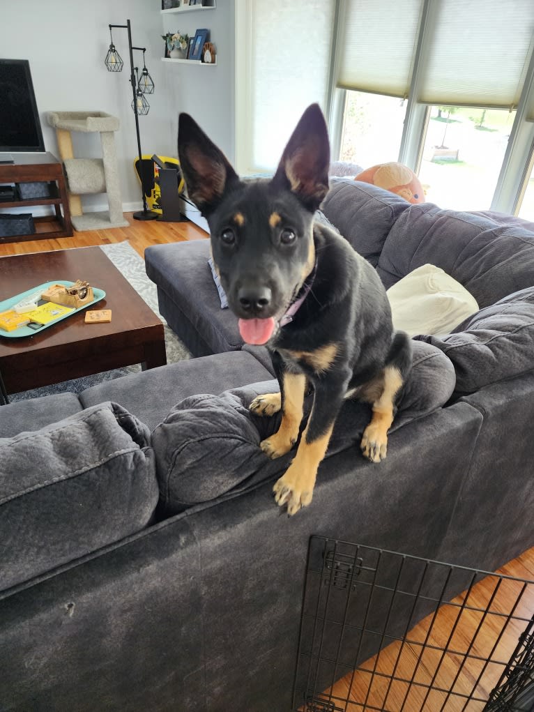 Tali'Zorah, an Australian Cattle Dog and Siberian Husky mix tested with EmbarkVet.com