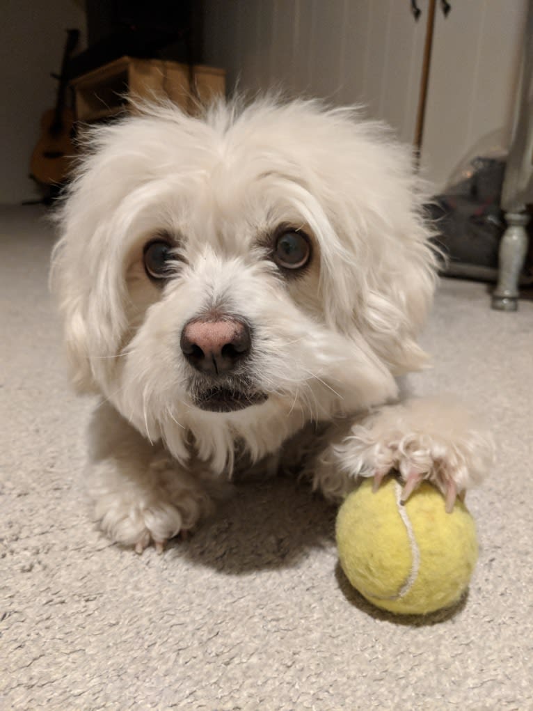 Bevins, a Bichon Frise and Miniature Schnauzer mix tested with EmbarkVet.com