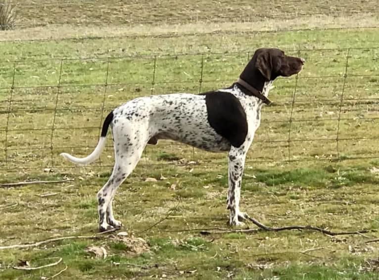 Crixus, a German Shorthaired Pointer and Alaskan-type Husky mix tested with EmbarkVet.com