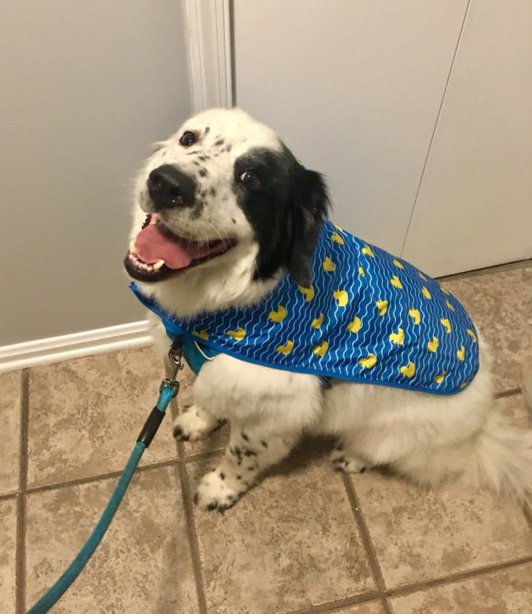 Milo, a Golden Retriever and Great Pyrenees mix tested with EmbarkVet.com