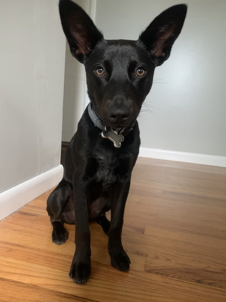 Westin, an Australian Cattle Dog and American Pit Bull Terrier mix tested with EmbarkVet.com