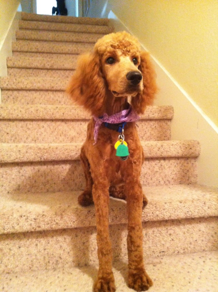 Apollo, a Poodle (Standard) tested with EmbarkVet.com